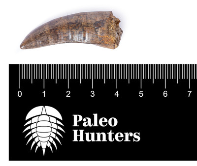 Зуб тираннозаврида