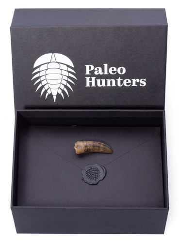 Зуб тираннозаврида