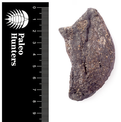 Коготь динозавра Camarasaurus