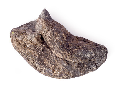 Коготь динозавра Camarasaurus