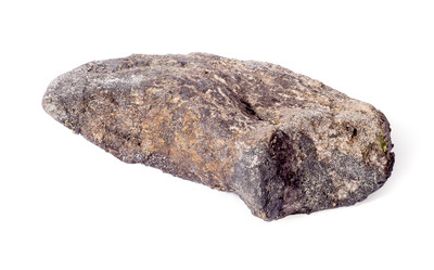 Коготь динозавра Camarasaurus