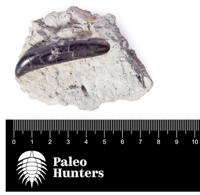 Зуб аллозавра