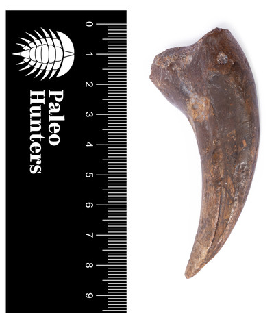 Коготь динозавра Alxasaurus sp.