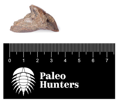 Зуб трицератопса