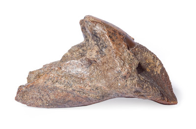 Зуб трицератопса