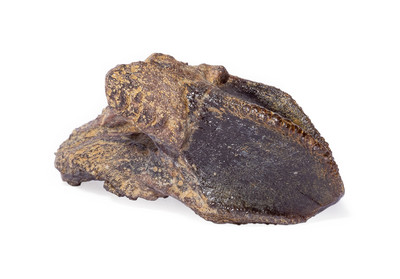 Зуб трицератопса