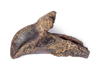 Зуб трицератопса