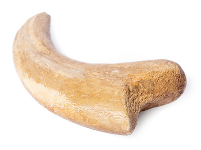 Коготь динозавра Alxasaurus sp.