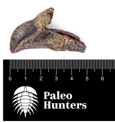 Зуб трицератопса