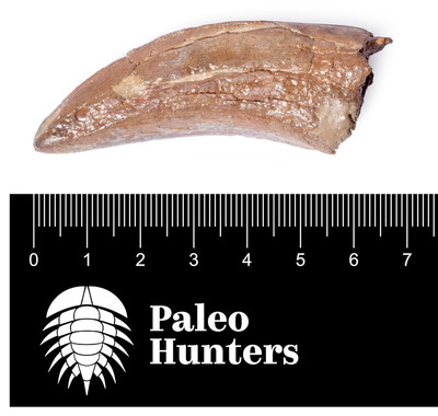 Зуб динозавра Albertosaurus sp.