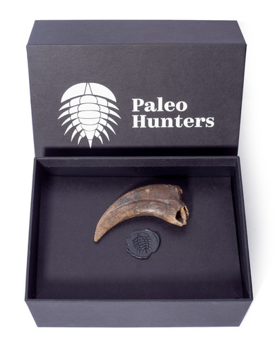 Коготь динозавра Alxasaurus sp.