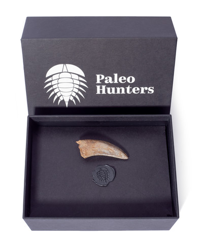 Зуб динозавра Albertosaurus sp.