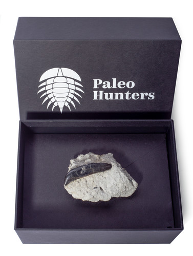 Зуб аллозавра