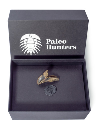 Зуб трицератопса