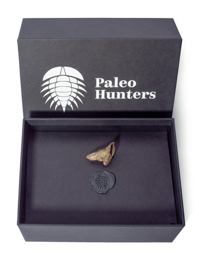 Зуб трицератопса