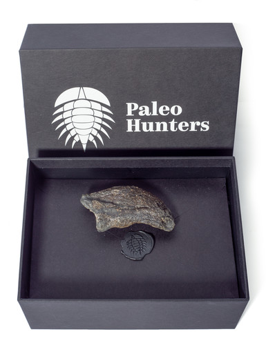 Коготь динозавра Camarasaurus