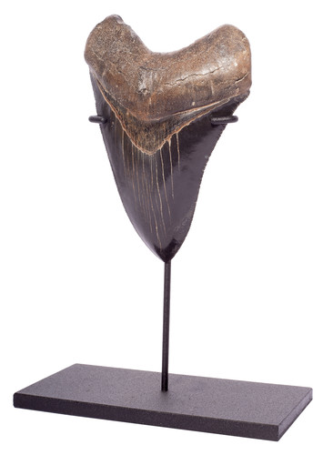 Зуб мегалодона 12,8 см коллекционного качества