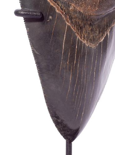 Зуб мегалодона 12,8 см коллекционного качества