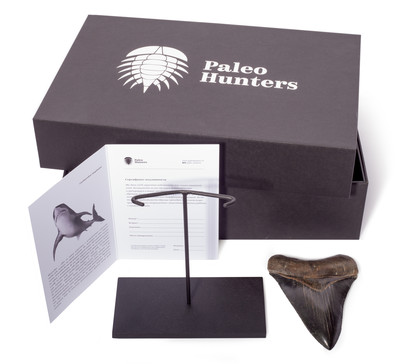 Зуб мегалодона 12,8 см коллекционного качества