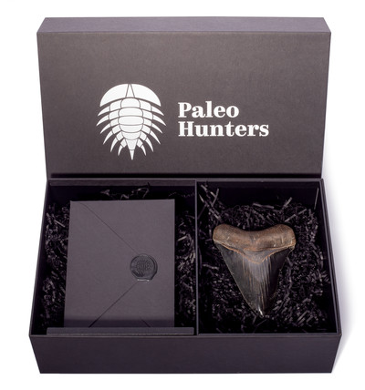 Зуб мегалодона 12,8 см коллекционного качества