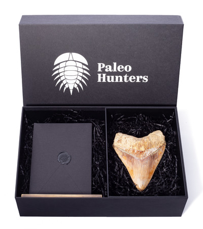 Зуб мегалодона 14 см музейного качества 