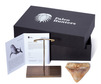 Зуб мегалодона 14 см музейного качества 