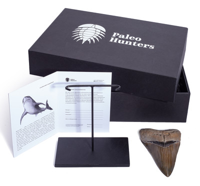 Зуб мегалодона 12,5 см коллекционного качества