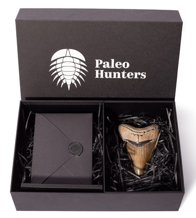 Зуб мегалодона 12,5 см коллекционного качества