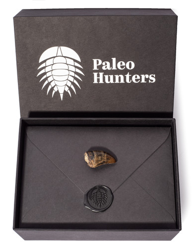 Зуб тираннозавра