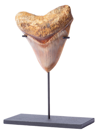 Зуб мегалодона 11,7 см музейного качества 