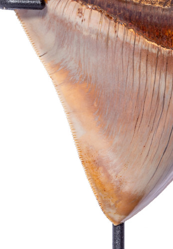 Зуб мегалодона 11,7 см музейного качества 