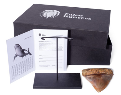 Зуб мегалодона 11,7 см музейного качества 