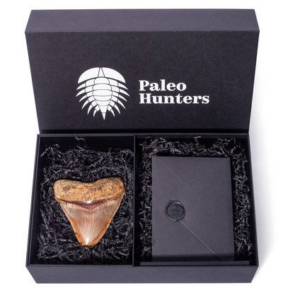 Зуб мегалодона 11,7 см музейного качества 