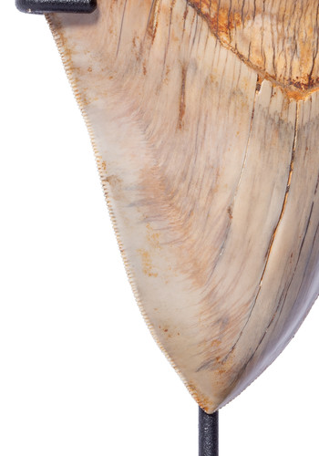 Зуб мегалодона 13,7 см музейного качества 