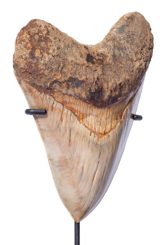 Зуб мегалодона 13,7 см музейного качества 
