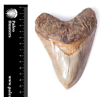 Зуб мегалодона 13,7 см музейного качества 