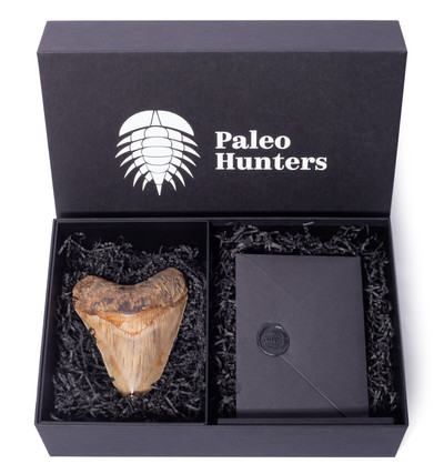 Зуб мегалодона 13,7 см музейного качества 