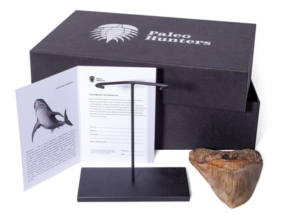 Зуб мегалодона 13,7 см музейного качества 