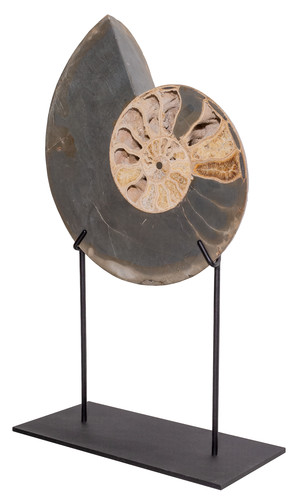 Аммонит Parahoplites sp. 