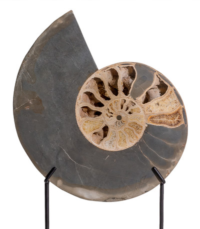 Аммонит Parahoplites sp. 