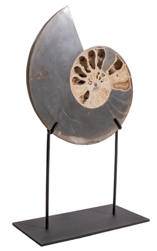 Аммонит Parahoplites sp. 
