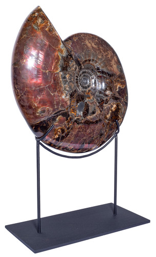 Аммонит Craspedodiscus discofalcatus