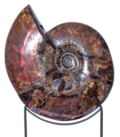 Аммонит Craspedodiscus discofalcatus