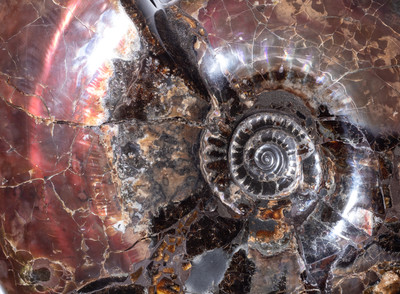 Аммонит Craspedodiscus discofalcatus