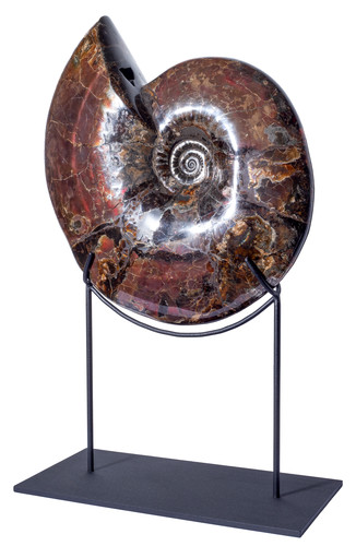 Аммонит Craspedodiscus discofalcatus