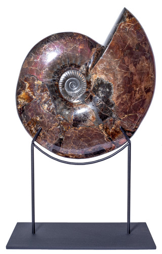 Аммонит Craspedodiscus discofalcatus