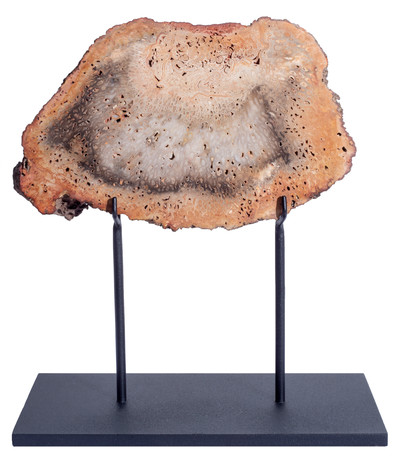 Древовидный папоротник Tietea singularis 