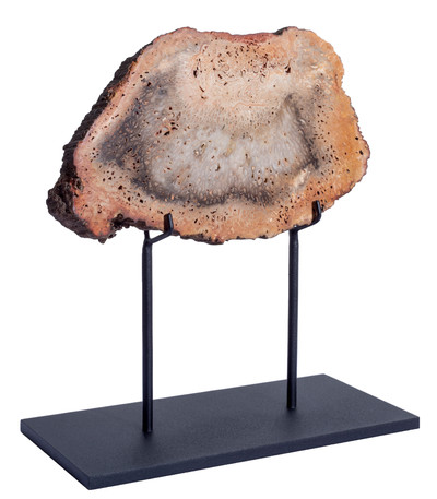 Древовидный папоротник Tietea singularis 