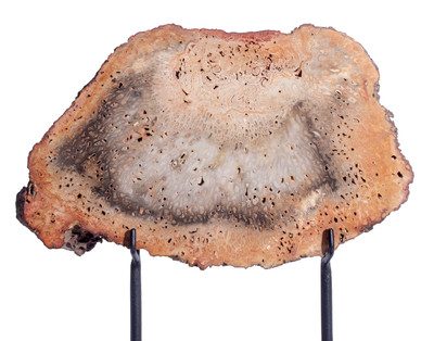 Древовидный папоротник Tietea singularis 