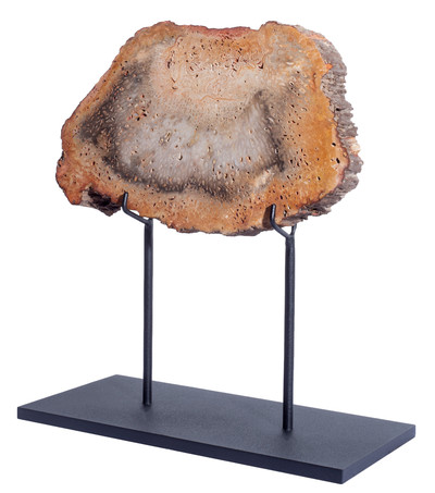 Древовидный папоротник Tietea singularis 